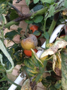 blight stricken tomatoes
